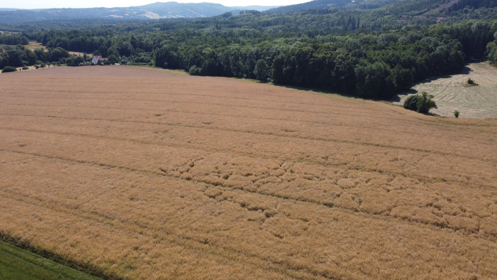 określanie szk&oacute;d łowieckich z drona Złotoryja