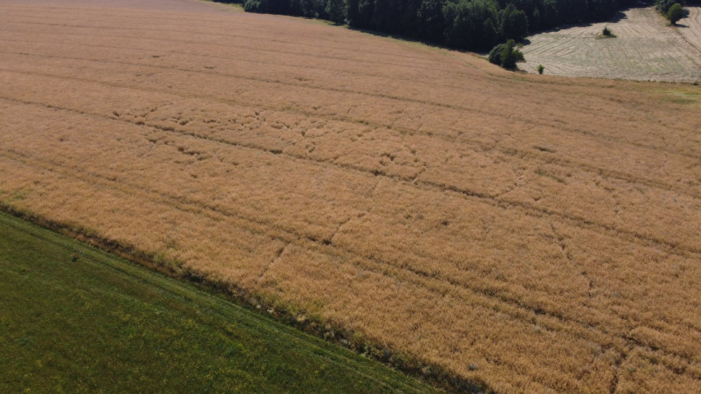 określanie szk&oacute;d łowieckich z drona Złotoryja