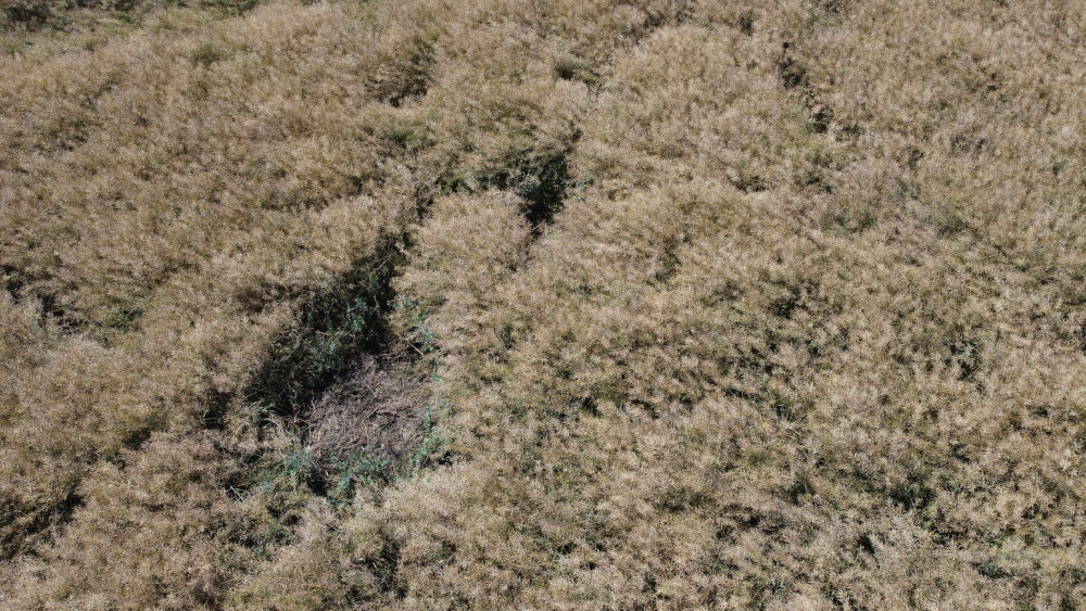 określanie szk&oacute;d łowieckich z drona Złotoryja